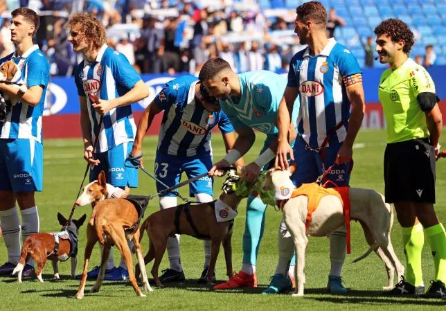 Football Players Line Up with Abandoned Dogs to Assist in Finding Forever Homes